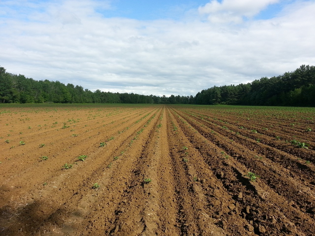 Conserving the Silent Sustainers - The Need for Soil Biodiversity Conservation